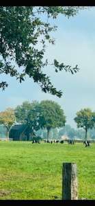 Boston puur sang in Collendoorn